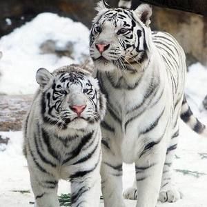 Meet your Posher, Louise